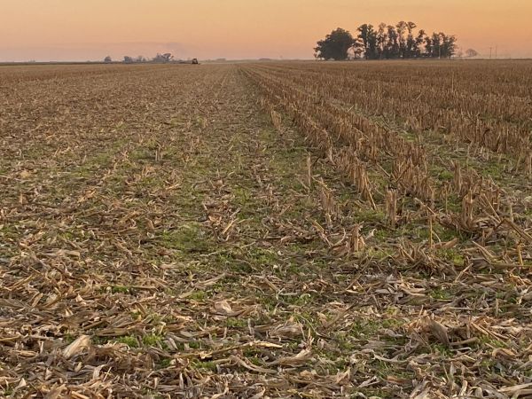 Rolo triturador 4.50 x 0.75