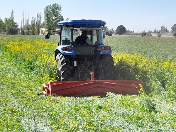 Rolador cultivos de cobertura / cultivos de servicio 3.00 m - Cuchillas helicoidales - 3P